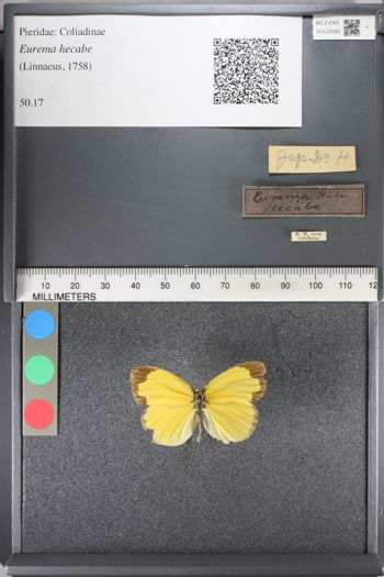 Media type: image;   Entomology 123306